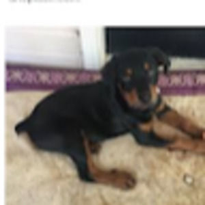 Meet your Posher, Allie